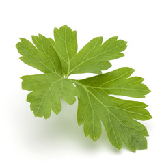 Fresh parsley herb leaves  isolated on white background