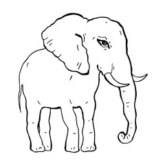 Elephant. Vector illustration