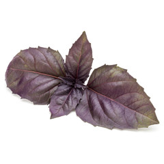 Close up studio shot of fresh red basil herb leaves isolated on white background. Purple Dark Opal Basil.