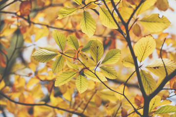 Autumn leaves background in selective focus. Red, orange and yellow dry leaves.