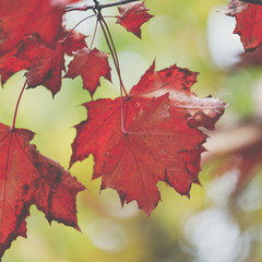 Autumn leaves background in selective focus. Red, orange and yellow dry leaves.