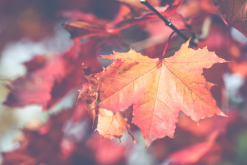 Autumn leaves background in selective focus. Red, orange and yellow dry leaves.
