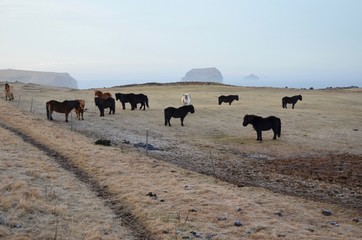 アイスランドホース　アイスランディックホース　冬 iceland island winter horse