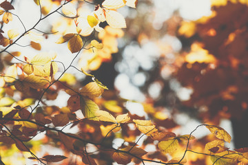 Autumn leaves background in selective focus. Red, orange and yellow dry leaves.