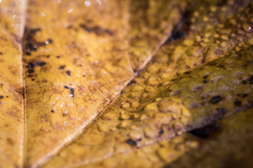 Autumn leaves background in selective focus. Red, orange and yellow dry leaves.