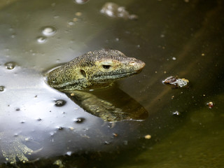 Asian water monitor, Varanus salvator, is a great lizard
