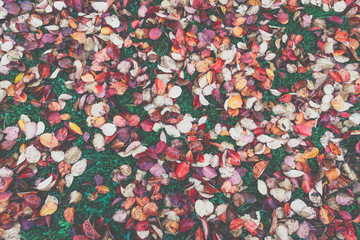 Autumn leaves background in selective focus. Red, orange and yellow dry leaves.