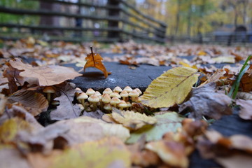mushrooms