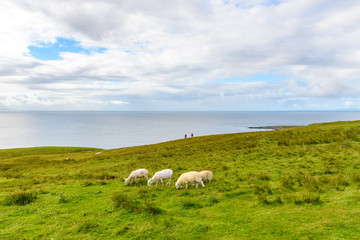 Fototapeta premium Livestock grazes in a field in Scotland