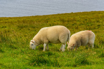 Obraz premium Livestock grazes in a field in Scotland