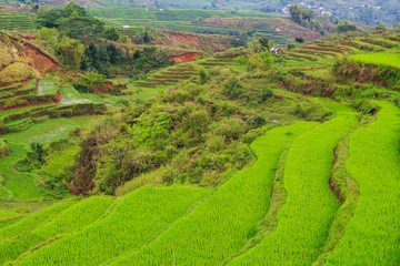 Detail of beautiful green rice terraces