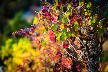 autumn vine red landscape