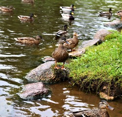 lake with ducks