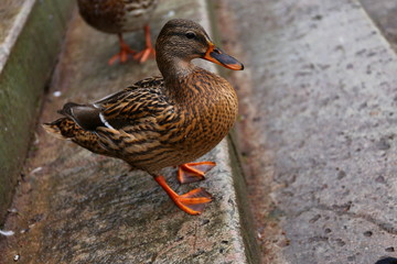 duck macro