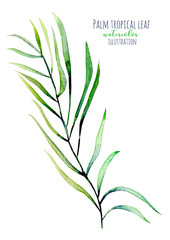 Watercolor palm tropical green branch illustration, hand painted isolated on a white background