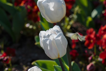 fiore tulipani