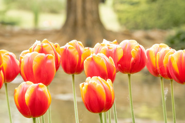tulipani rossi - primavera - 177645813