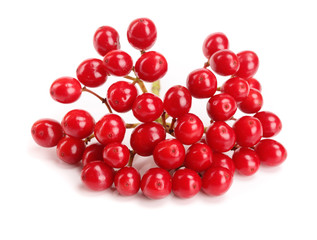 branch of viburnum berries isolated on white background