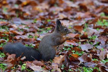 squirrel sciurine crawly on the trees