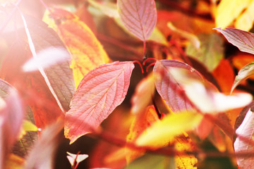 Colorful autumn leaves, beautiful nature