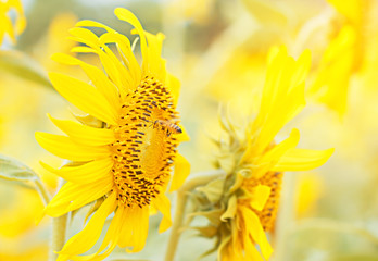 Bees are flying on the flowering flowers to the west to suck the sweet water from pollen.