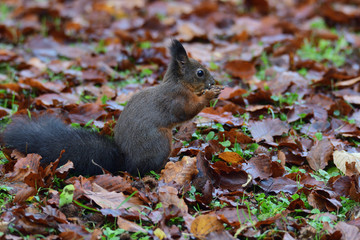 squirrel sciurine crawly on the trees