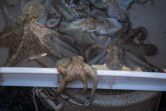 Tintenfisch