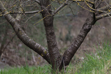 albero forma lettera w