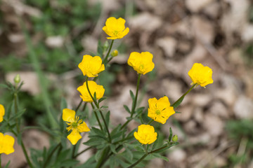 Obraz premium fiore giallo