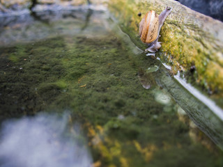 Snail Crawling in The Little Pond