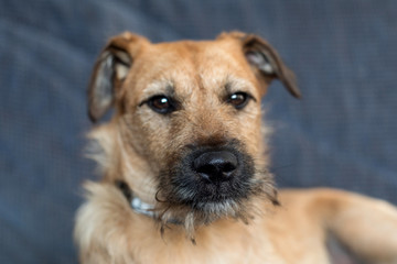 a cute dog resting on a couch
