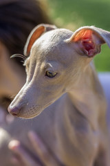 Little italian greyhound in the field