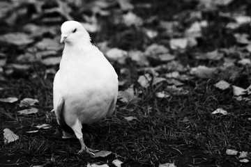 Beautiful white dove in the autumn Park