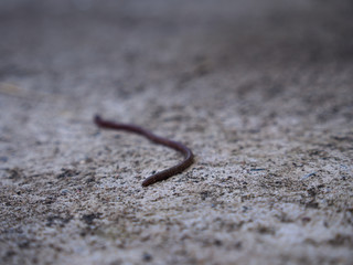 The Earthworm Crawling