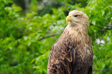 Fototapeta premium Birds of prey - White-tailed Eagle (Haliaeetus albicilla). portrait
