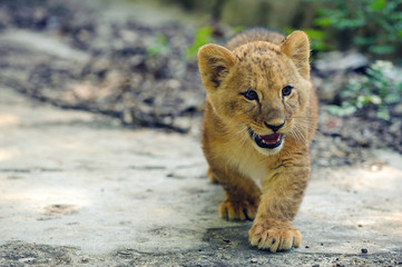 Cute lion cub