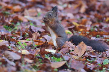 squirrel sciurine crawly on the trees