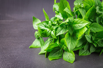 A bunch of green lemon basil on a dark gray concrete background.