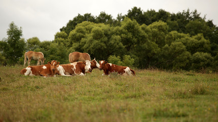 Naklejka na ściany i meble summer - cows on grass