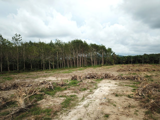 Deforestation. Logging. Environmental destruction of rainforest for oil palm plantations