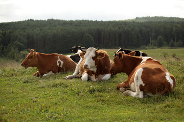 Fototapeta na wymiar summer - cows on grass
