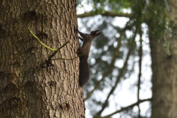 squirrel sciurine crawly on the trees