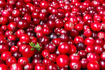 Juicy ripe berry cranberries on a dark background with copy space