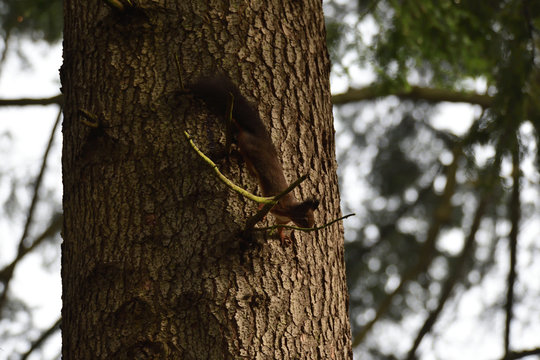 squirrel sciurine crawly on the trees