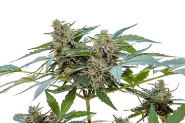 cannabis plant blossom close up on white background