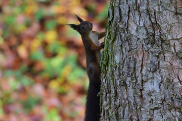 squirrel sciurine crawly on the trees