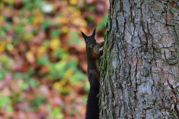 squirrel sciurine crawly on the trees
