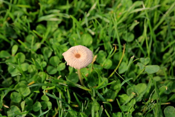 Mushroom