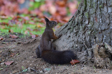 squirrel sciurine crawly on the trees