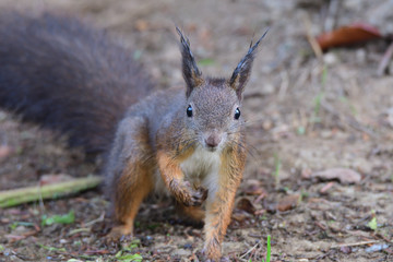 Naklejka na ściany i meble squirrel sciurine crawly on the trees